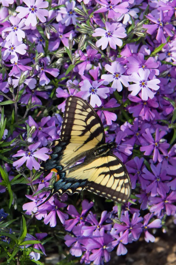 A butterfly landing on creeping phlox. 