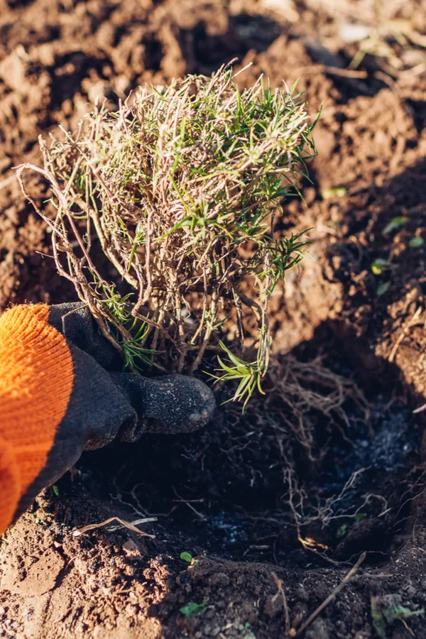 A divided root ball from a creeping phlox being planted back into the ground. 