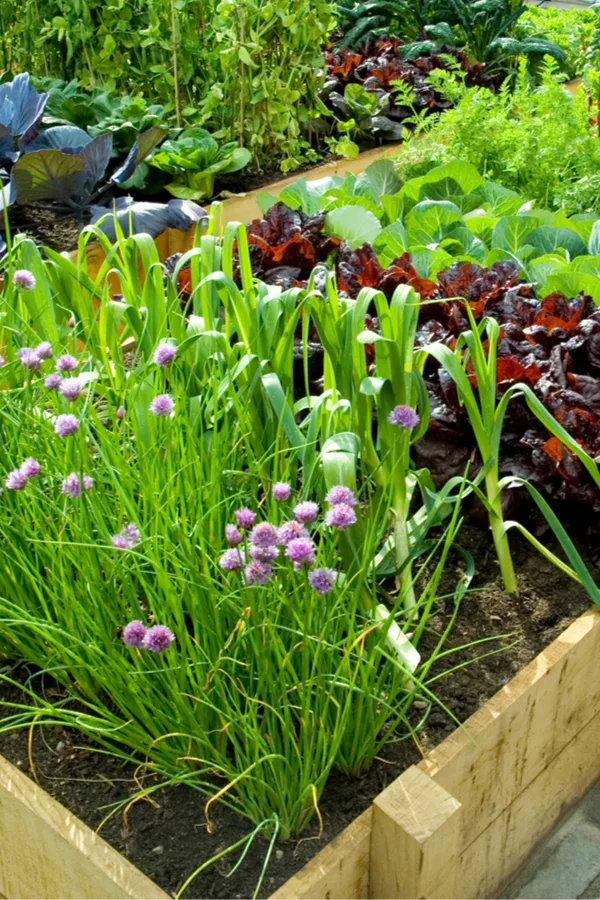 weed free gardening