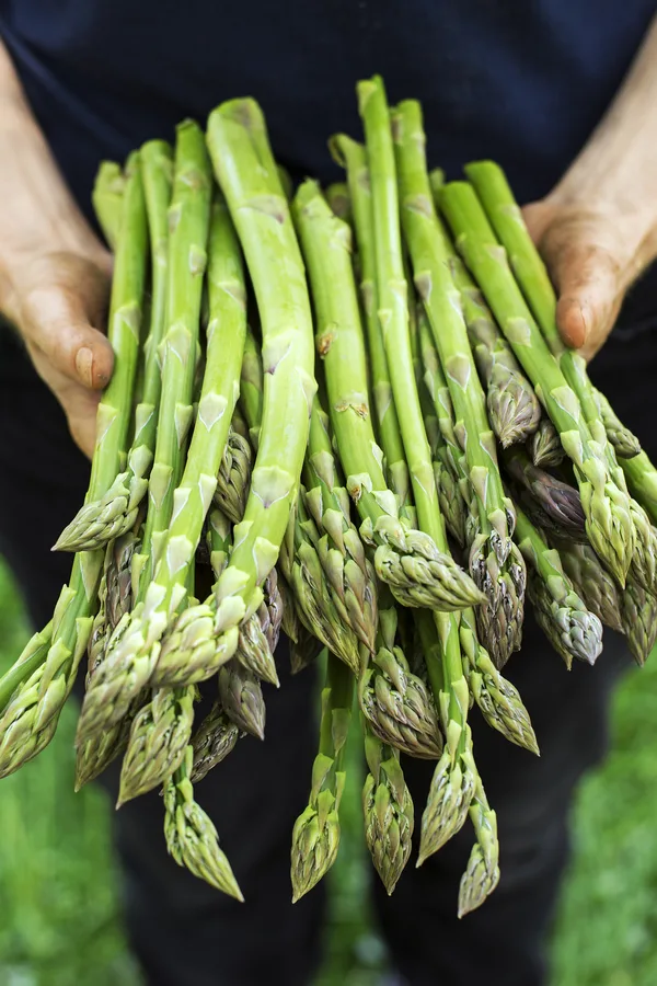 secrets to growing asparagus