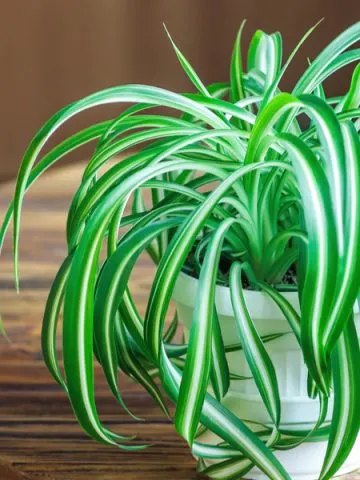 how to grow a spider plant