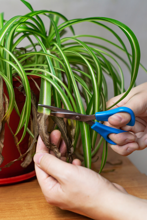 Trim off the brown parts of a unhealthy spider plant. How to grow spider plants.