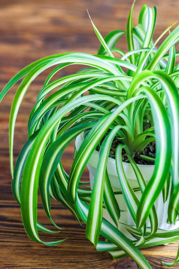The green and white variegated leaves of a spider plant. They are one of the easiest houseplants when you know how to grow them. 