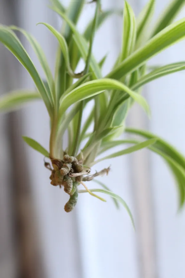 A pup, or plantlet, that has grown out from the main adult spider plant is ready to be cut and turned into a brand new plant. How to grow spider plants.