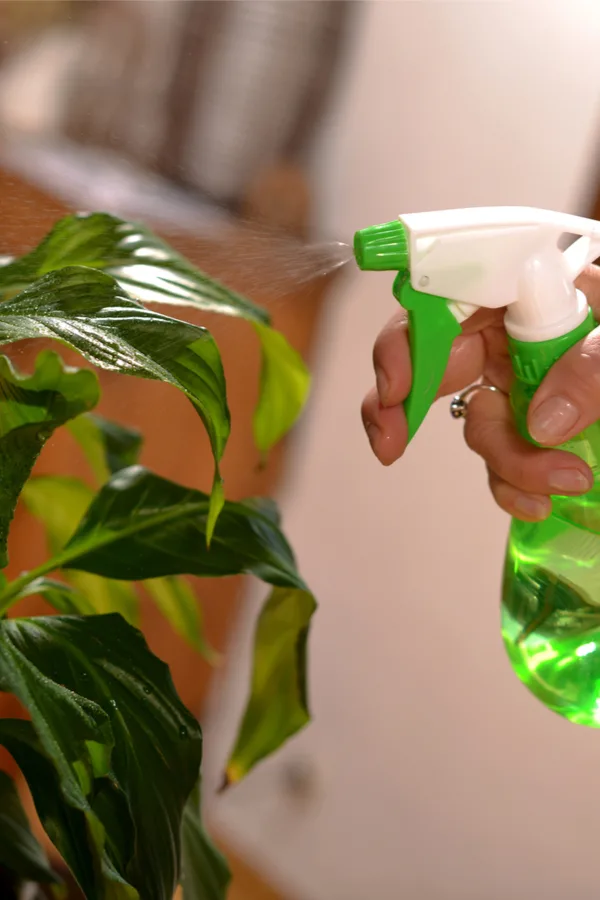 spraying plants with water