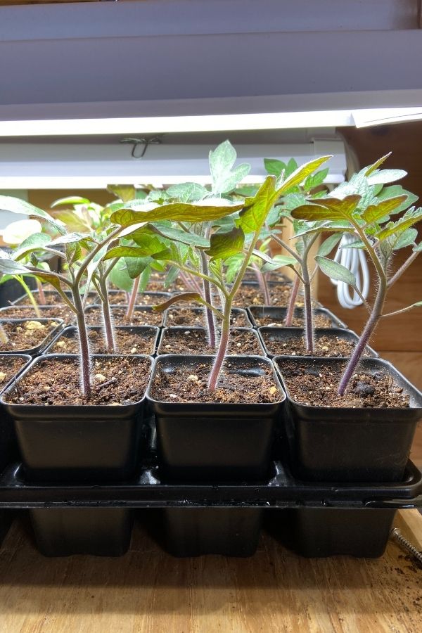 grow lights right above these tomato plants that were started from seeds.