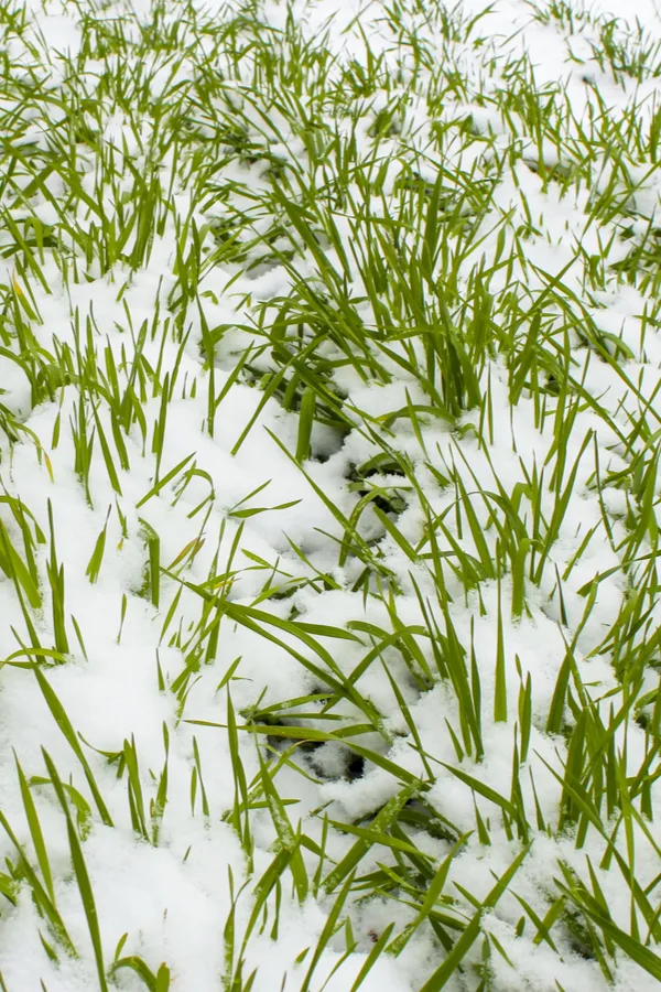 cover crops help to keep the garden weed free during the off season.