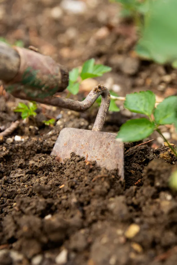hoeing can increase the chance that weed seeds get planted in the ground.