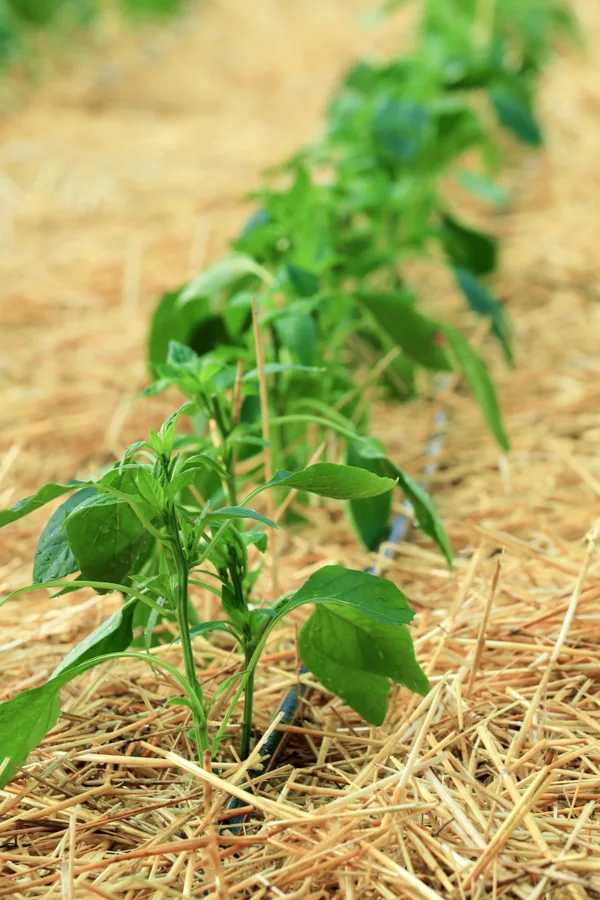 Straw mulch being used around plants to help keep the garden weed free.