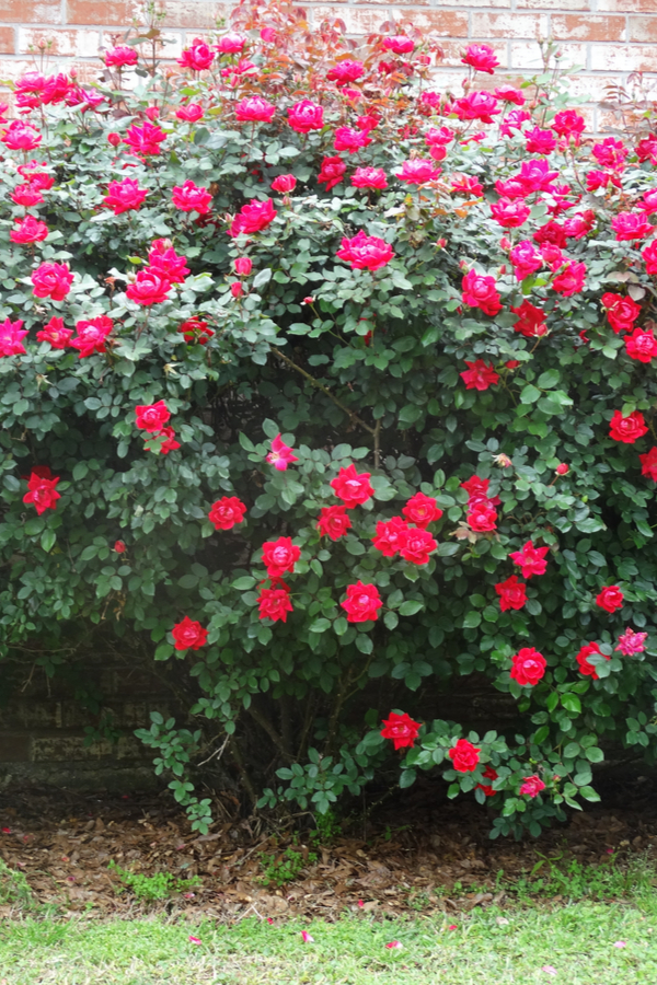 Everblooming roses growing along a brick wall.