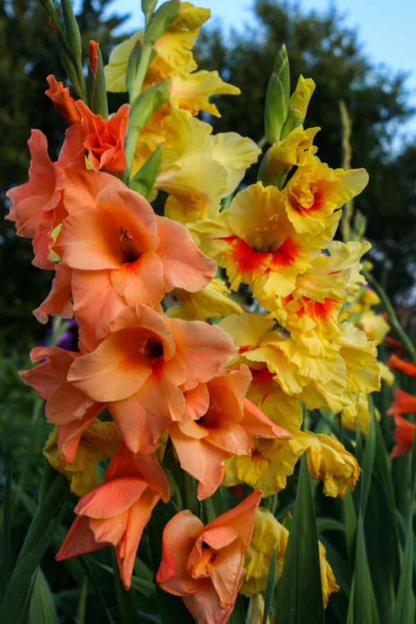 orange and yellow gladiolus flowers