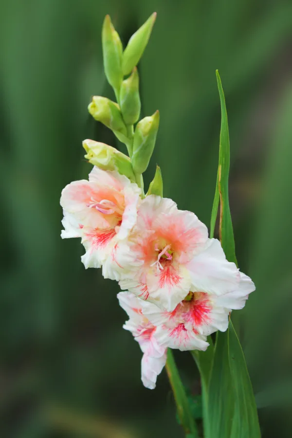 Cómo cultivar gladiolos: ¡agregue flores masivas a los macizos de flores!