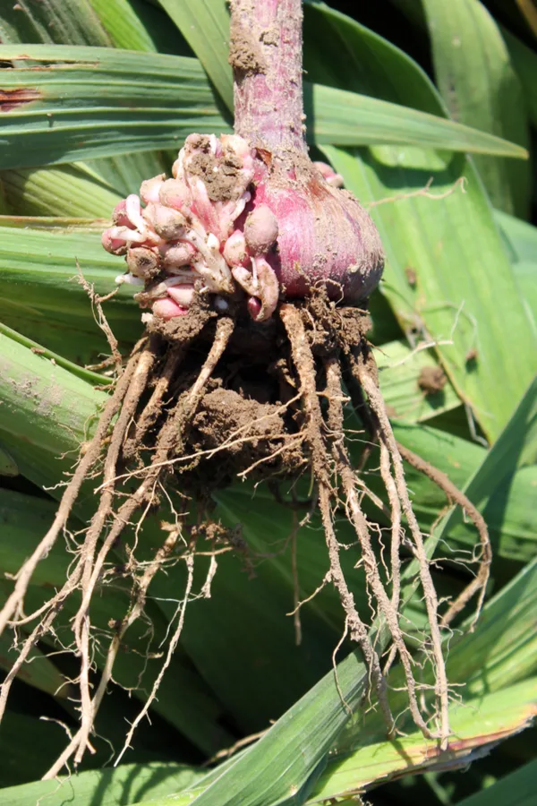 This recently dug up corm has cormlets growing out of its side. These and the roots should be removed prior to storing. 