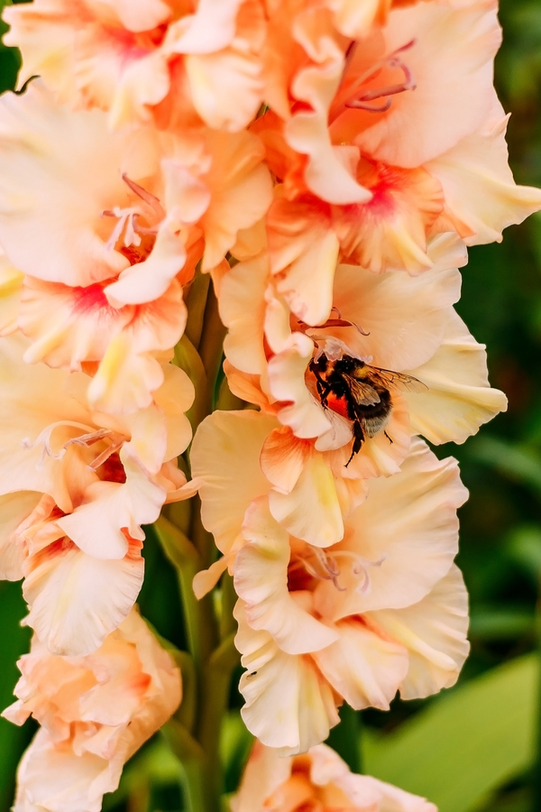 A gladiolus being pollinated by a bee.