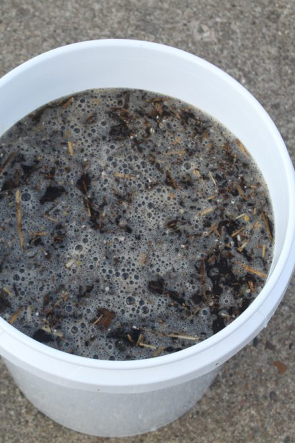 A white bucket full of compost tea