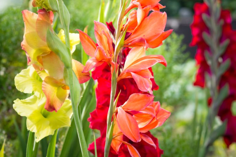 Gladiolus blooms