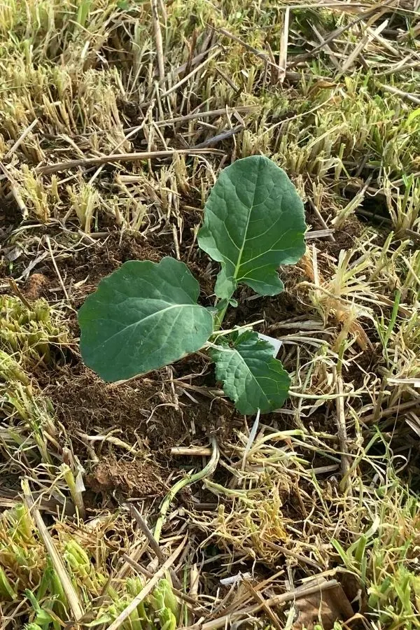 A transplant growing through through the green manure crop. A green manure crop can fix depleted garden soil.