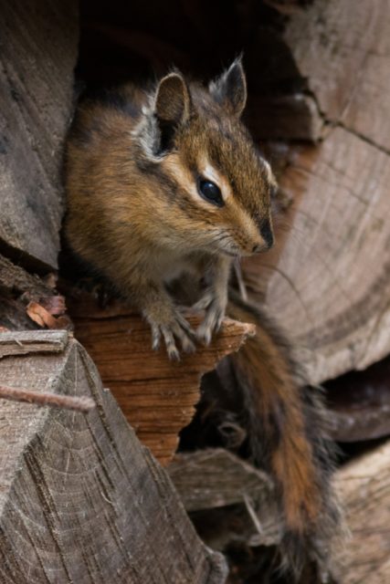 How To Stop Chipmunks From Digging Up Flowers - 5 Methods That Work!