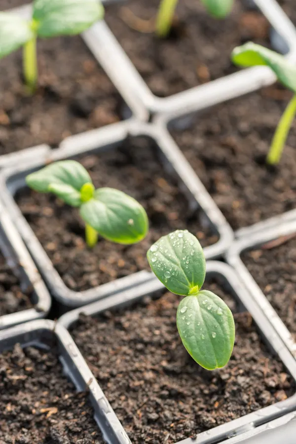 cucumber seedlings in a seed starting container