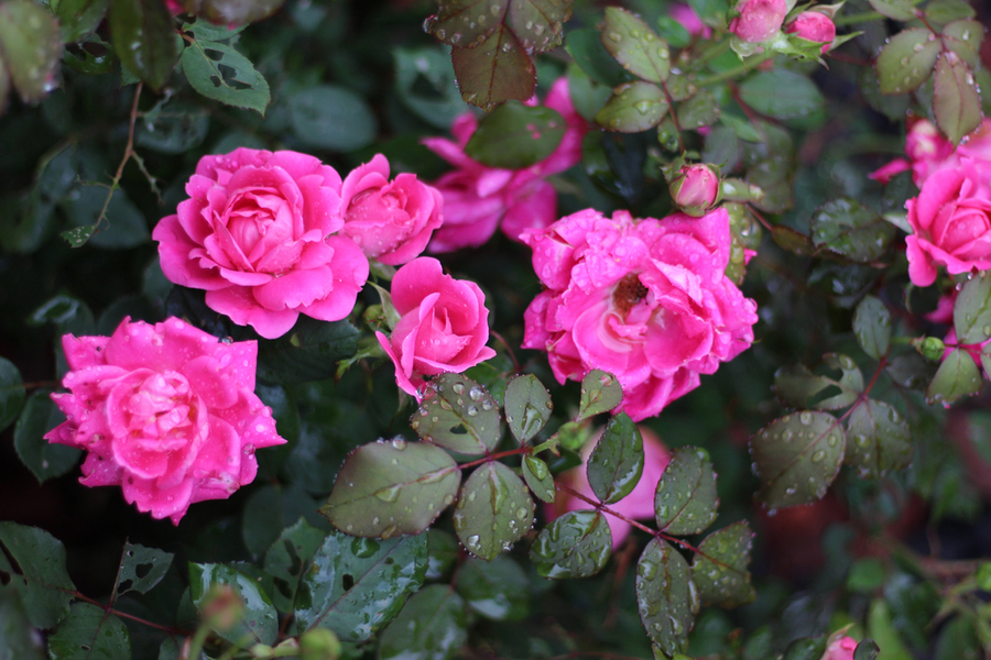 How To Grow Everblooming Roses - Easy Care Knock Out Varieties!