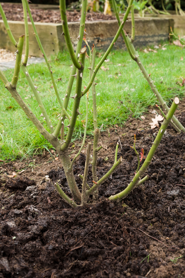 Use natural materials to mulch your everblooming roses. 