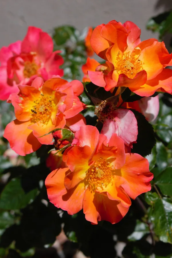 How To Grow Everblooming Roses - Easy Care Knock Out Varieties!