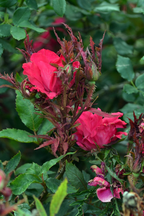 The rose rosette disease can quickly kill your everblooming rose bushes.  