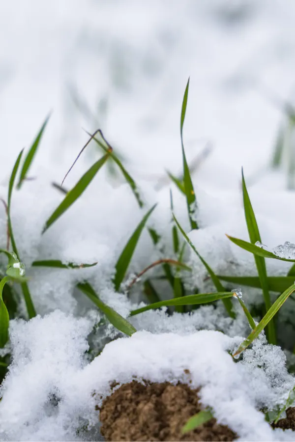 fall cover crop - benefits. depleted garden soil