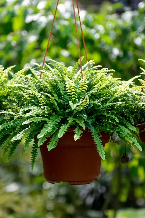 Bringing a fern back outdoors