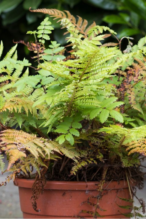 How To Keep Ferns Over The Winter - Dividing, Re-potting & Winter Care