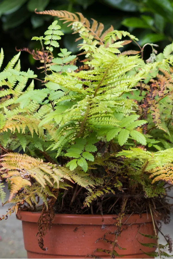 A fern plant dying off. 