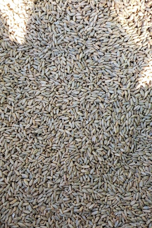 Seeds of winter rye cover crop before planting. fixing depleted garden soil.