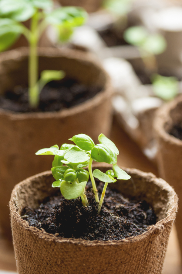 growing seedlings