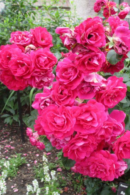 How To Grow Everblooming Roses - Easy Care Knock Out Varieties!