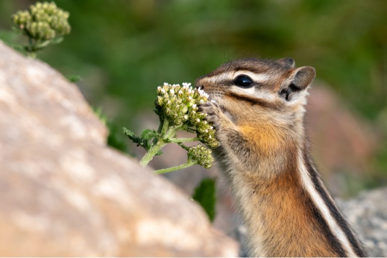 How To Stop Chipmunks From Digging Up Flowers - 5 Natural & Safe Methods!