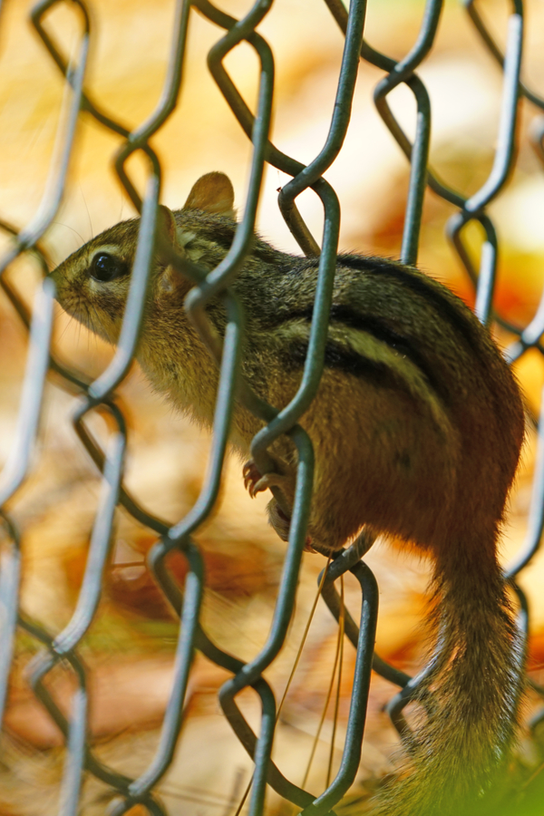 You can use fences to stop chipmunks from digging up flowers, but it must be small enough that they can't fit through the gaps.