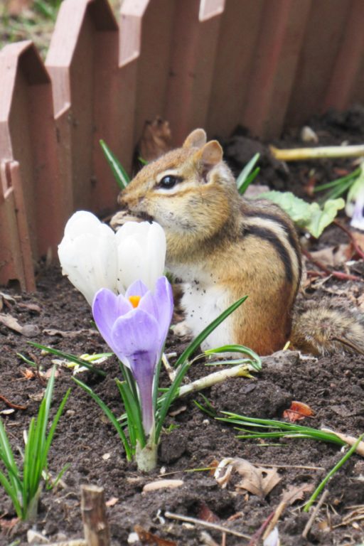 How To Stop Chipmunks From Digging Up Flowers - 5 Methods That Work!