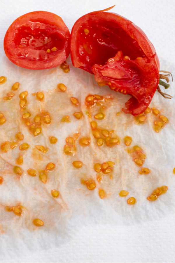 damp tomato seeds on a paper towel