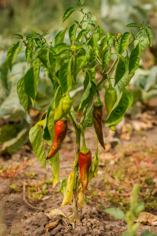 planting a green manure crop