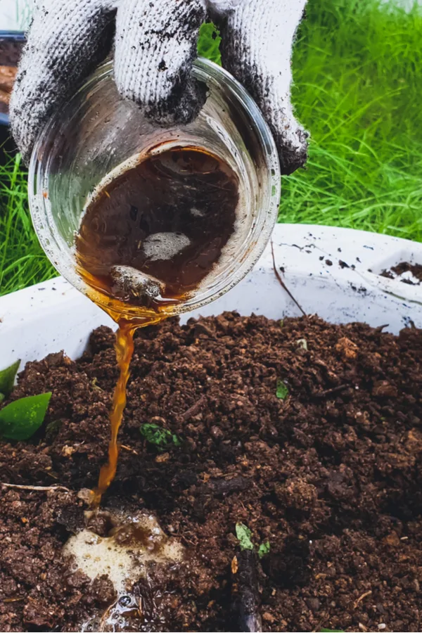 liquid fertilizer being poured on the soil