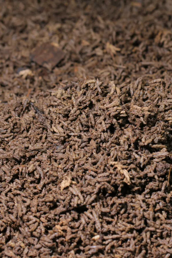A big pile of worm castings