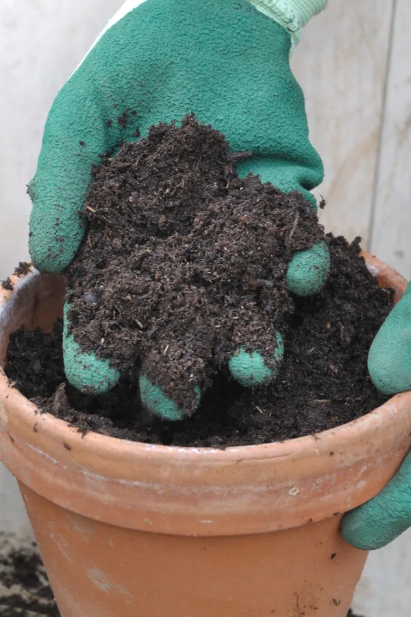 potted plants filled with soil. 