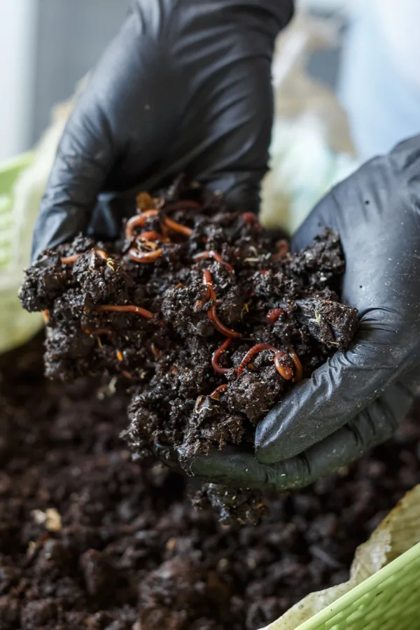 A homemade vermicomposting container with worms shown. 