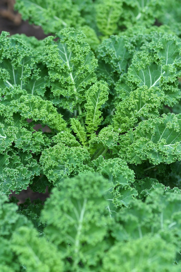 curly leaf kale growing in a garden. Kale is a great seed crop for planting early.