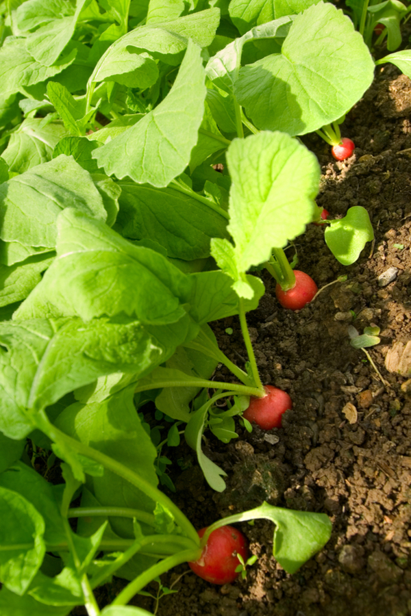 Radishes growing in a garden soil