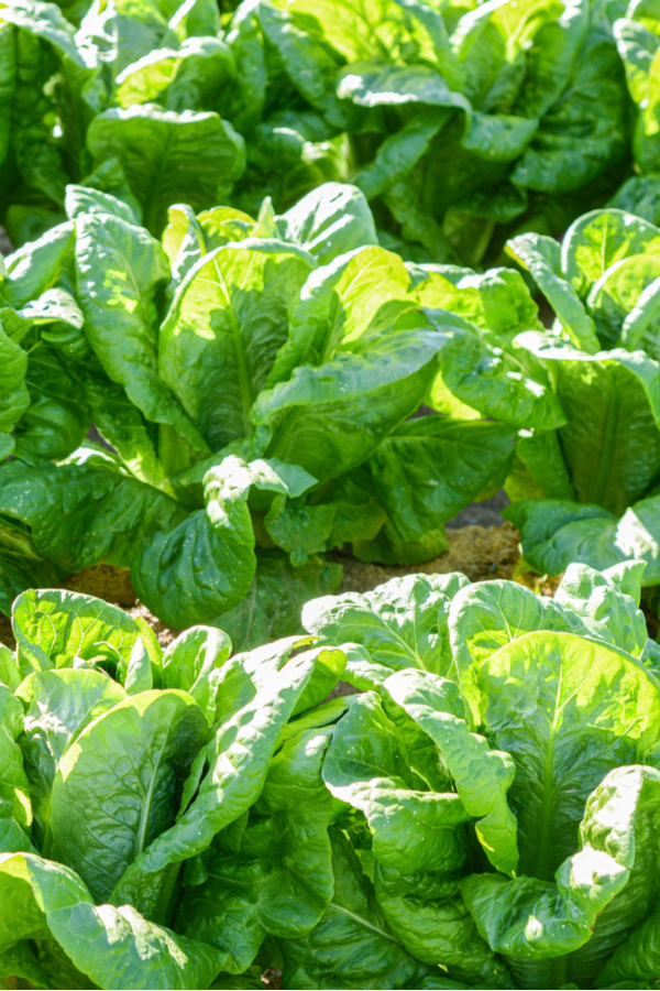 Spinach growing in rows