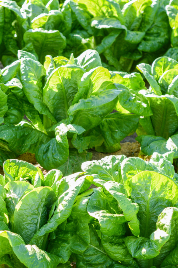 spinach growing