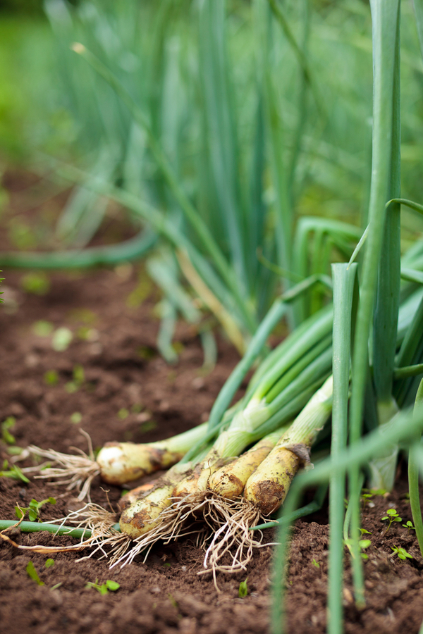 Seed crops to plant early - onions