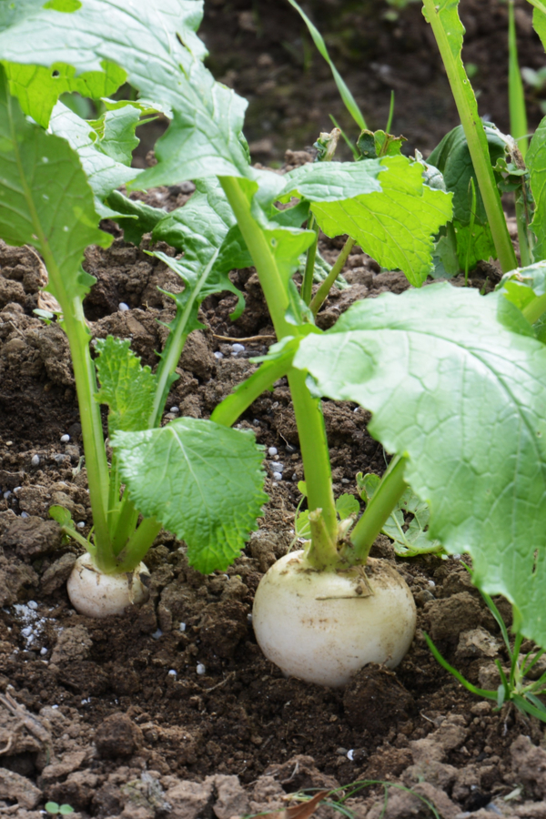 seed crops to grow early - turnips