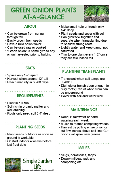 Green Onion At A Glance Guide